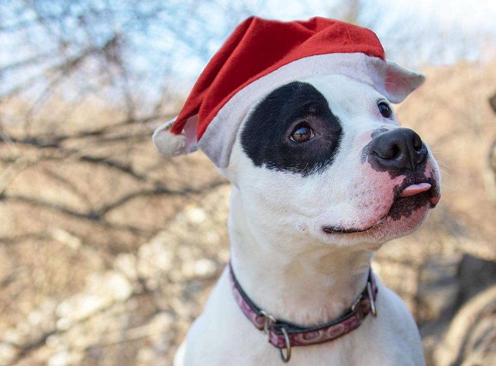 After Four Years, Elmer in New Milford Seems Like the Dog that Santa Forgot