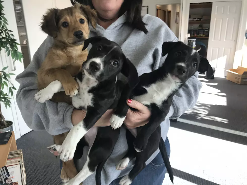 3 New Milford Puppies Are Looking For Their First Forever Homes