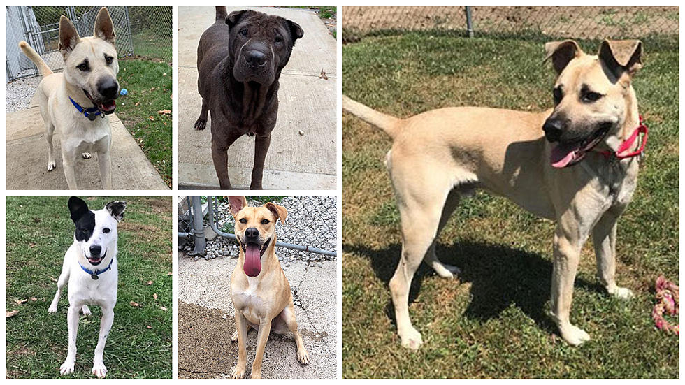 5 New Milford Dogs Looking For Forever Homes