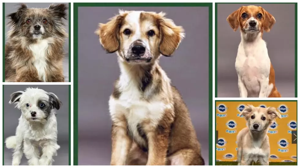 Danbury Dogs To Be Featured Again During This Year&#8217;s &#8216;Puppy Bowl&#8217;