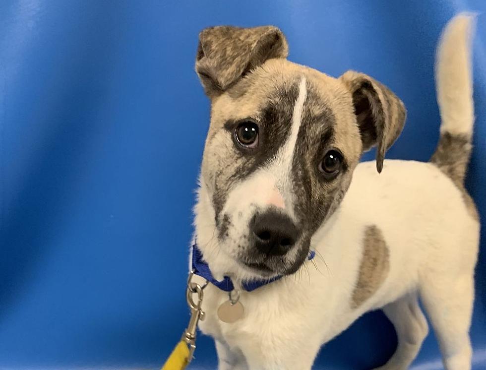 Stella the Pup With Personality Is Looking for Her First Forever Home