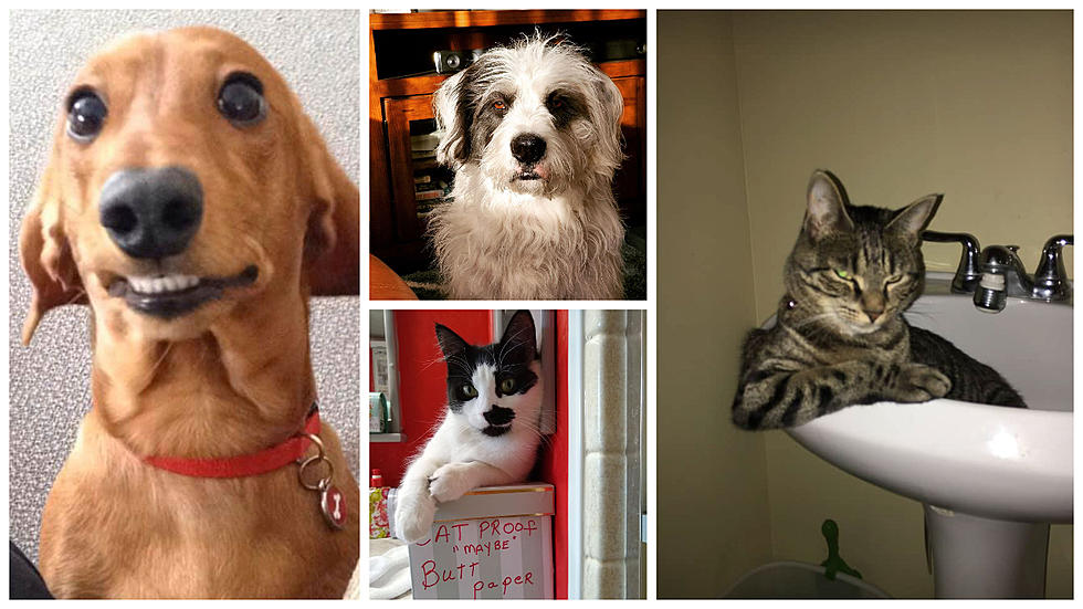 LOL: Greater Danbury Pets Pose as if They Were On a Dating Site