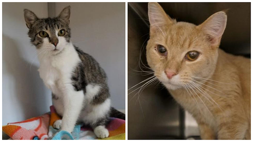 Two New Milford Cats Who Are in Search of Forever Homes