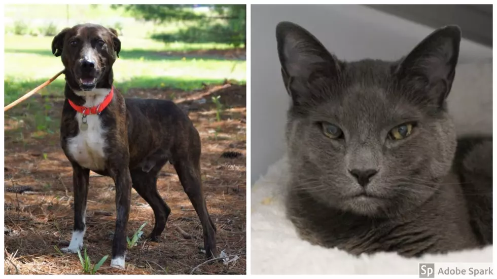 Two Adorable and Adoptable Pets of the Week From the AWS In New Milford
