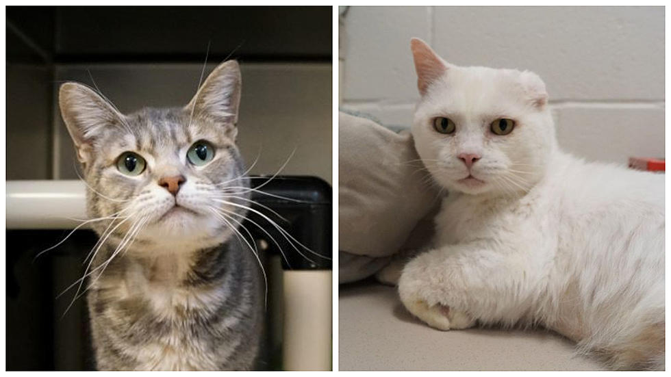 Two New Milford Cats Are Up For Adoption, Got A Forever Home?