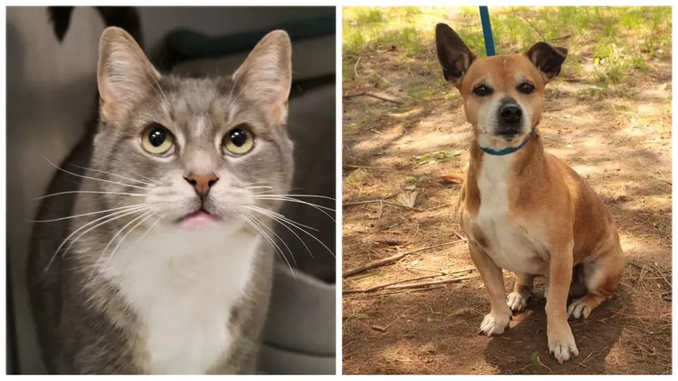 Two Owner Surrender Pet’s Up For Adoption This Week