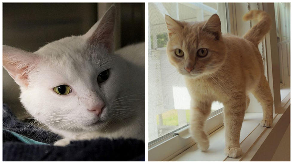 Two Adorable New Milford Cats Are Looking For Their Forever Home