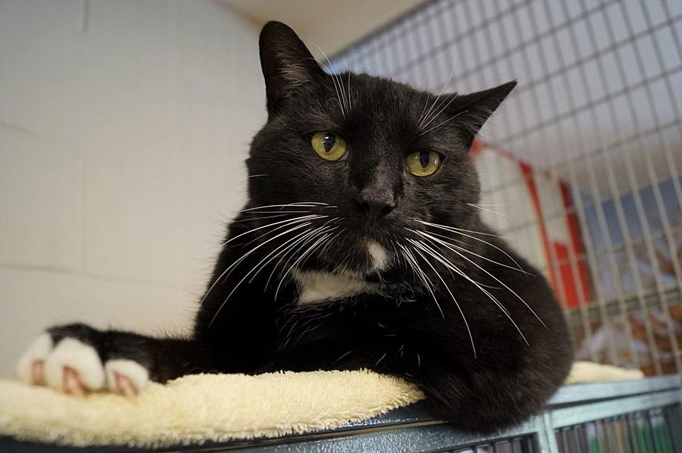 Bleeker Is a &#8216;Big Cat&#8217; In New Milford Looking For a Forever Home