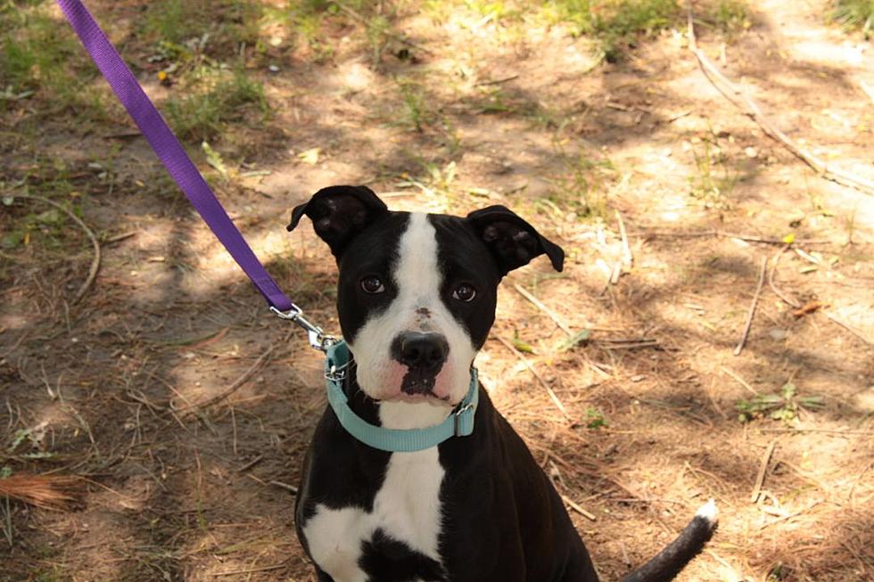 Kyra From New Milford Is a Young Pit Mix Looking for Her New Home