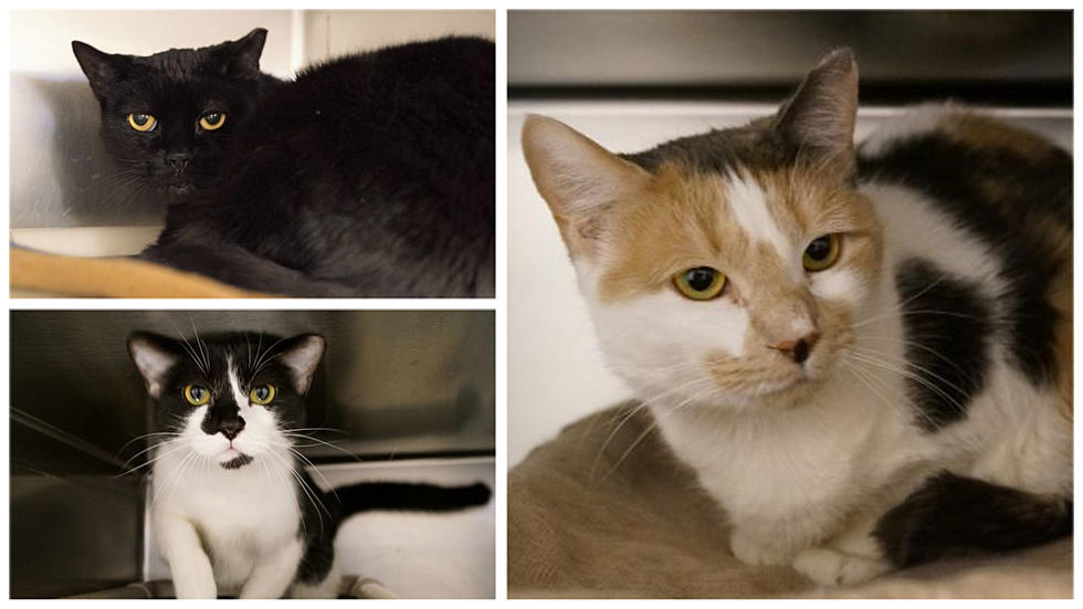 It’s A Trifecta Of New Milford Cats Looking For Forever Homes