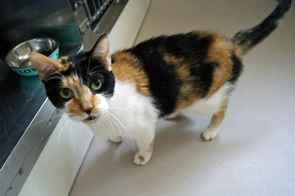 Cherry Is A Playful Calico Looking For A Forever Home