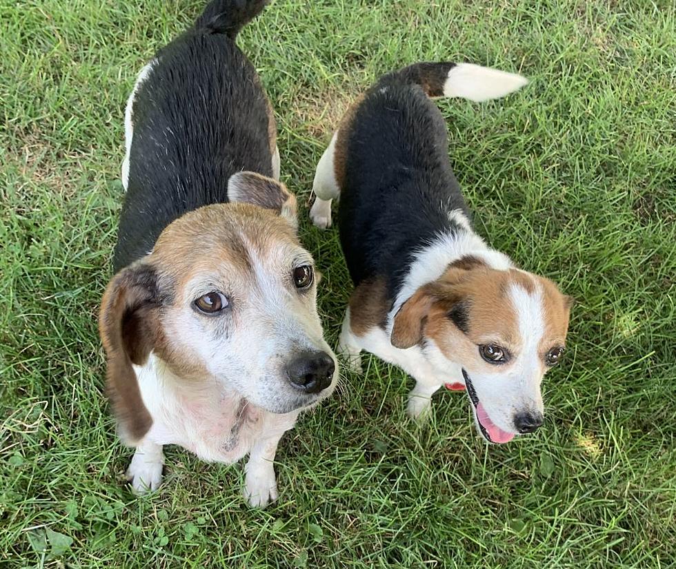 Petey and Coco From New Milford are Looking For a Forever Home