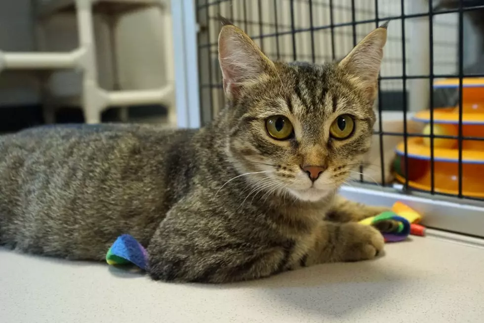 Layla In New Milford Is Extra Cute And Looking For A Forever Home
