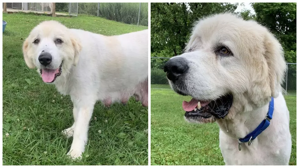 Two Great Pyrenees In New Milford Are Looking For A Forever Home