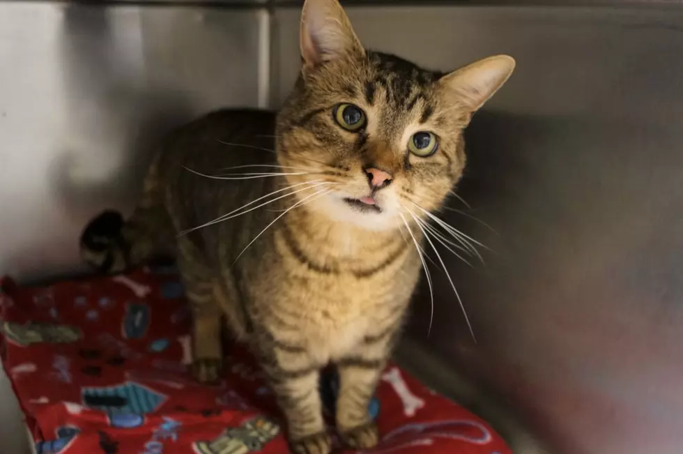 A 7-Year-Old Tabby Cat in New Milford Is Our Latest Pet of the Week