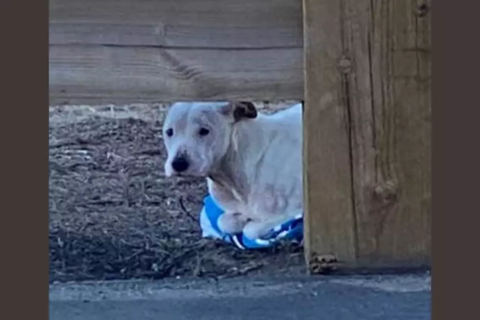 Dog Abandoned on the Side of the Road in Connecticut, Now On Its Way to Recovery