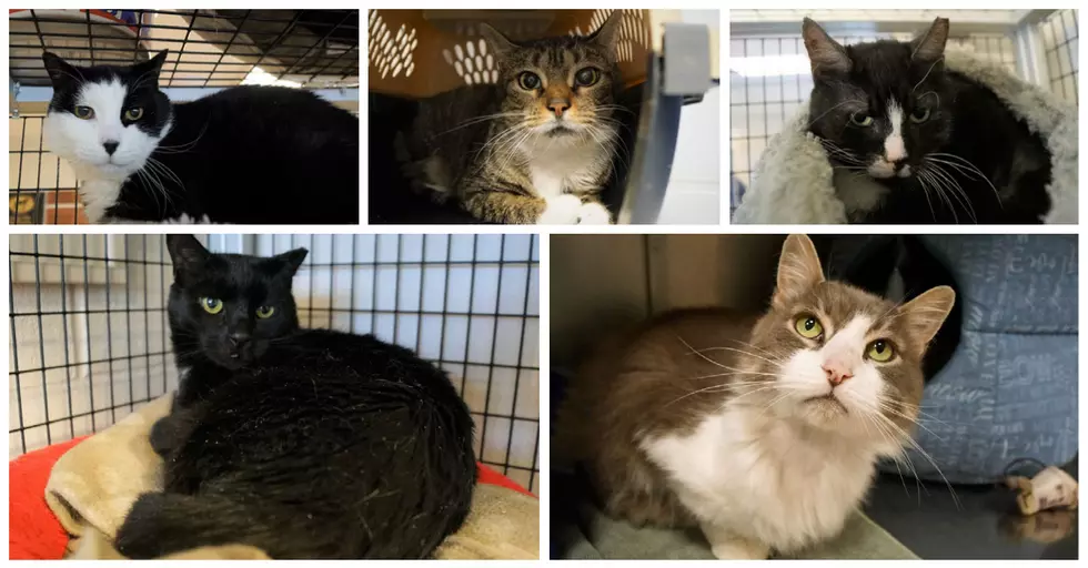 2021 is the &#8216;Year Of The Cat&#8217; at New Milford&#8217;s Animal Welfare Society