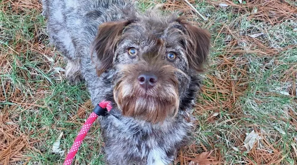 One-Year-Old New Milford Pup Looking for a New Forever Home