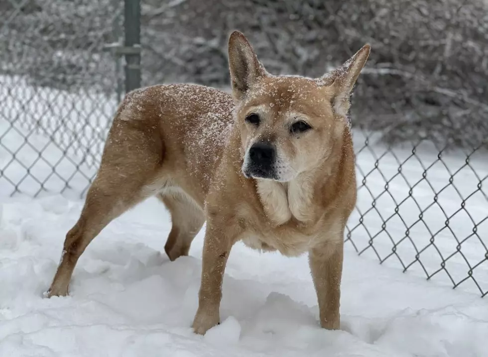 You Gotta Have 'Faith', New Milford Dog Is Our Pet Of The Week