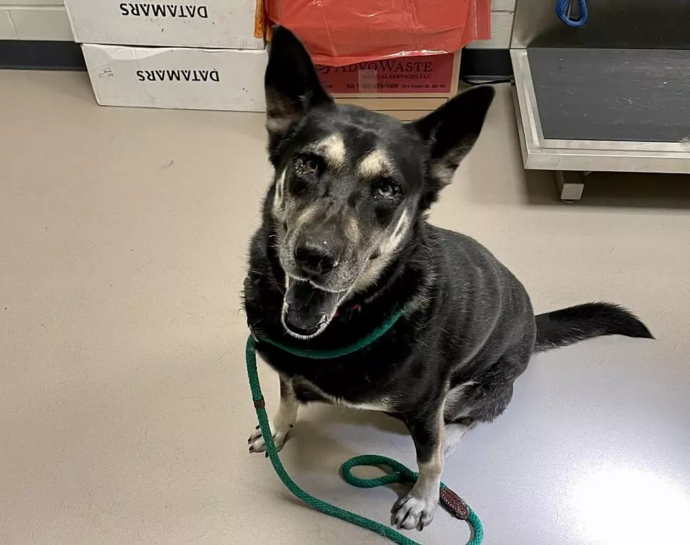 This 6-Year-Old Mix From New Milford is Our Pet of the Week