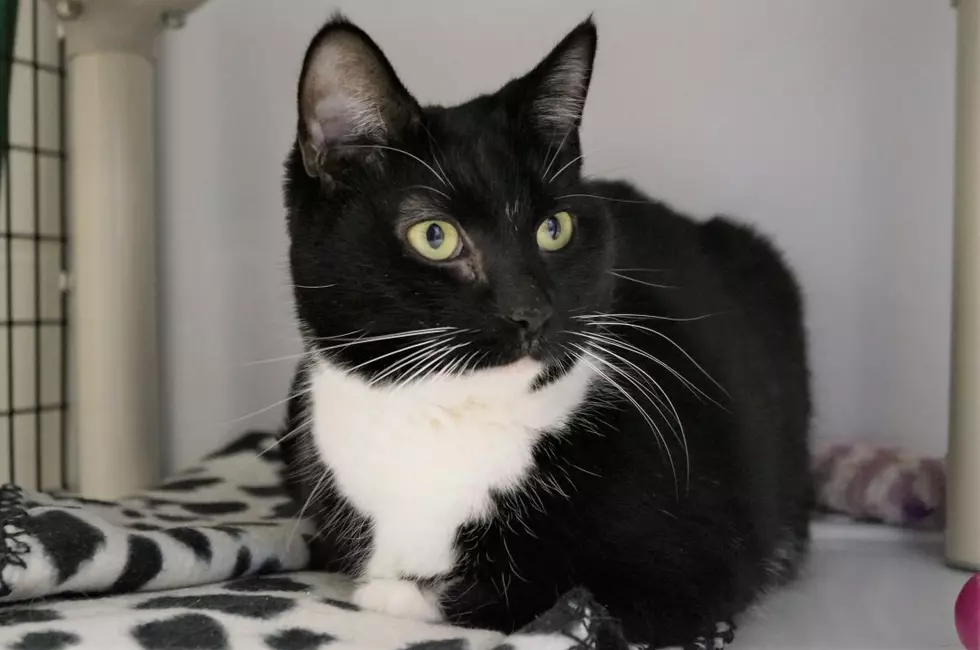 Taylor the Tuxedo Cat From New Milford is Our Pet of the Week