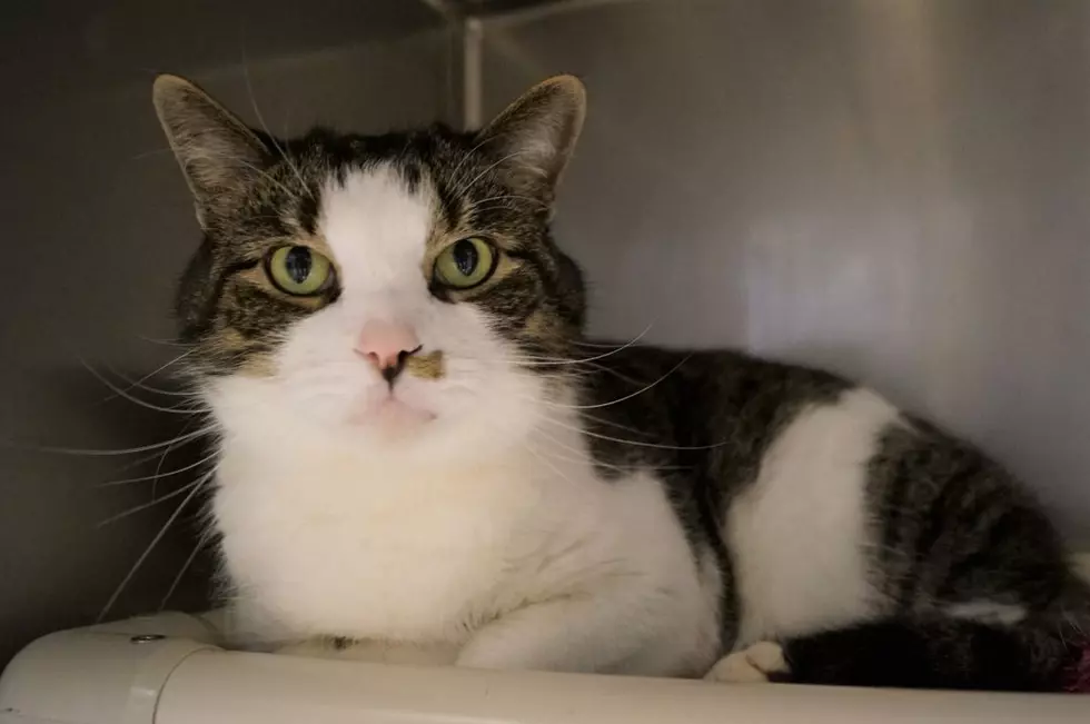 Tabby Cat Was Abandoned, Now At AWS Looking For New Forever Home
