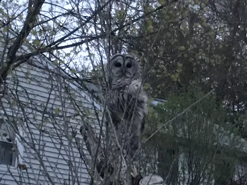 Are Owls Spiritual Messengers? One Danbury Neighborhood Thinks So
