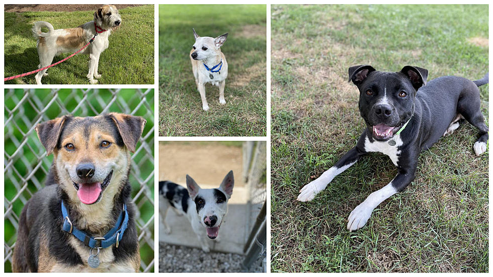 Here's 10 Dogs In New Milford Who Would Love A Forever Home