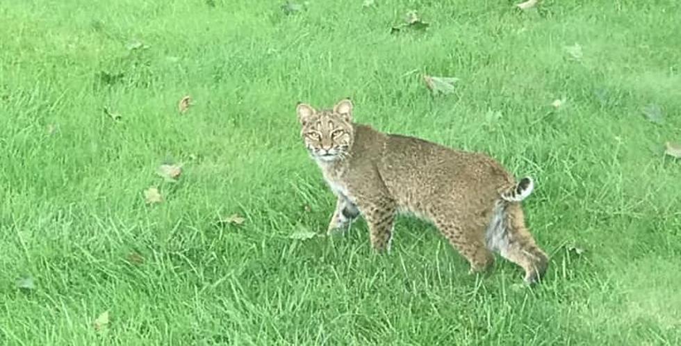 Danbury Bobcat Sightings Continue, This Time in My Front Yard