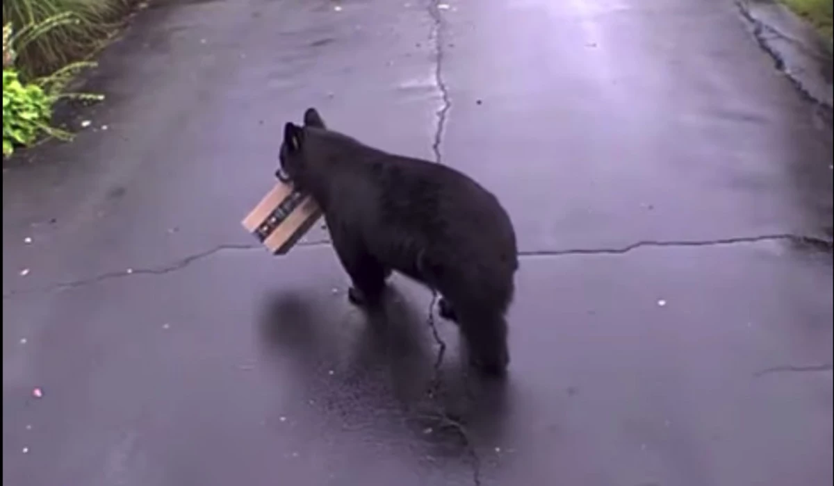 Hilarious Video of Connecticut Black Bear Stealing Toilet Paper