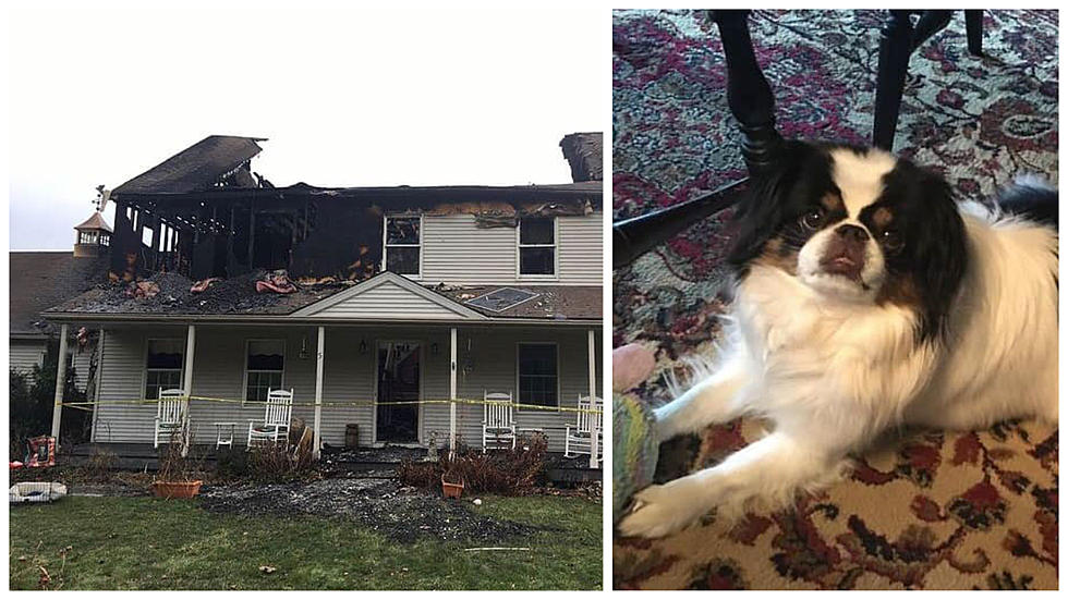 Dog Reported Missing Since New Fairfield House Fire, Have You Seen Her?