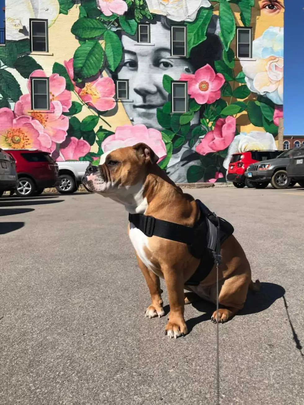 Photo by Ben Dunegan, featuring his best pal, Bobbie the Bulldog