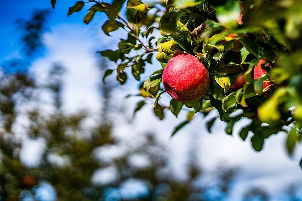 Charming Apple Orchards To Visit In Iowa This Fall