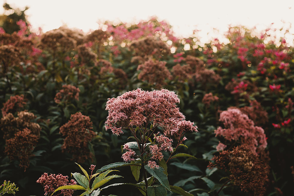 Iowa&#8217;s Dazzling Flowers Of Fall