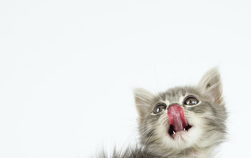 Did You Know&#8230;? Some Cats Are Actually Allergic To Humans