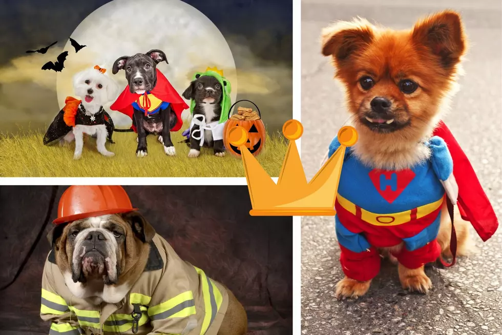 Lena Brewing Company Hosting &#8220;Canine Costume Contest&#8221;