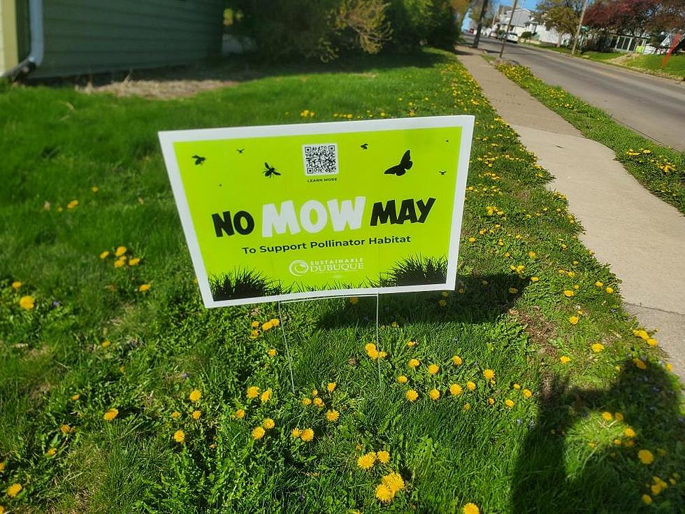 Dubuque’s “No Mow May” is About Doing More By Doing Less