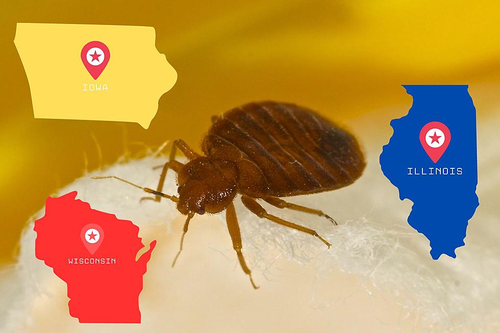 Just How Bad are Bedbugs in Iowa, Illinois, and Wisconsin?