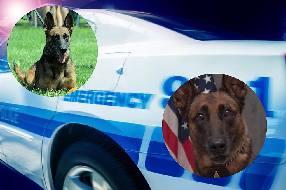 Rockford Police K-9 Dog Shot, Killed in Shootout