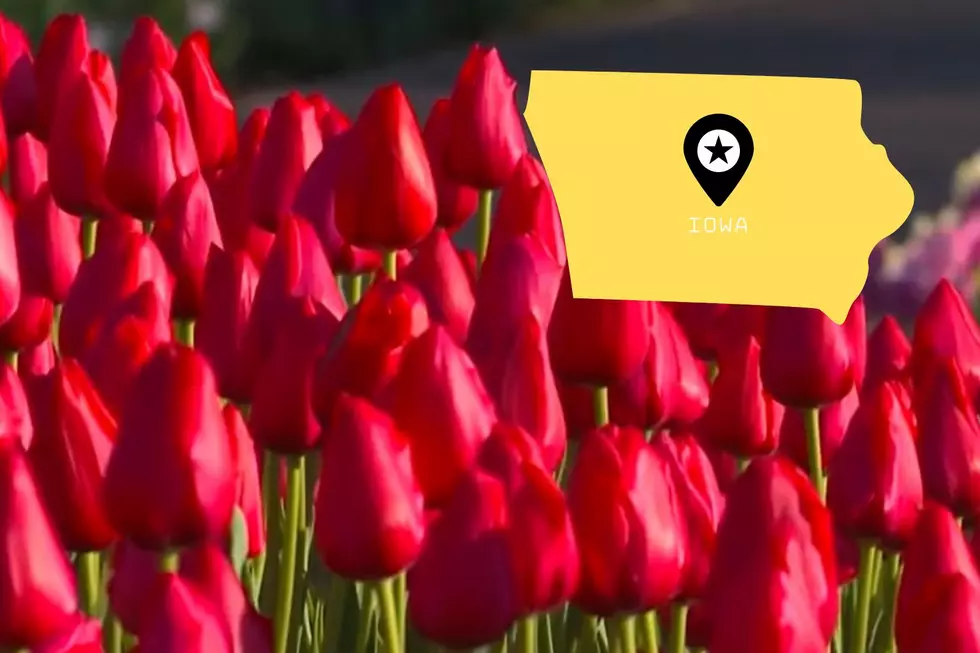 It’s Almost ‘Tulip Time’ in This Small, Dutch-Inspired Iowa Community