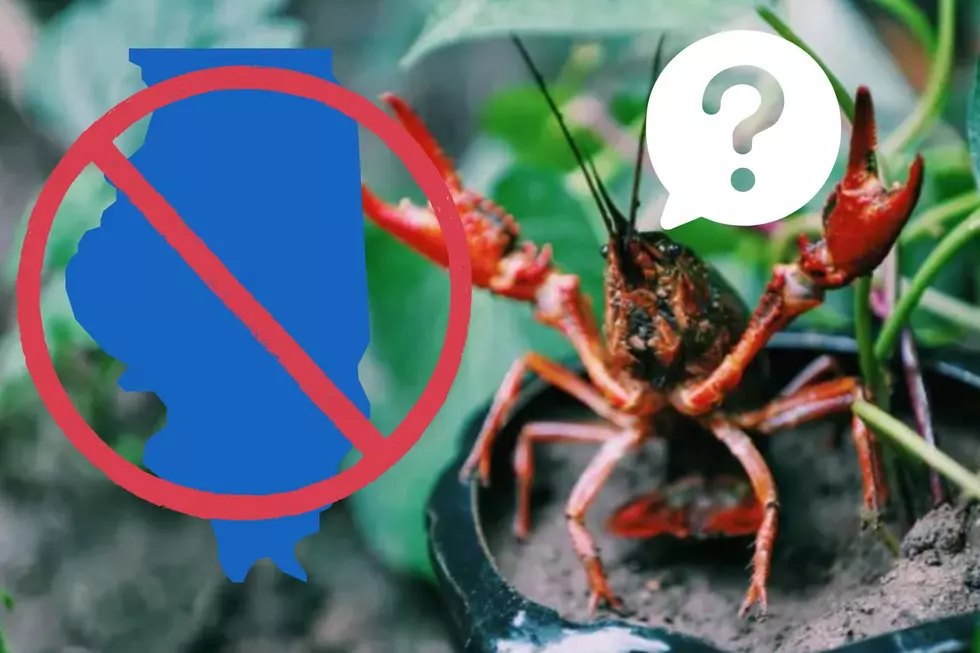 Why are Live Crawfish Illegal in Illinois?