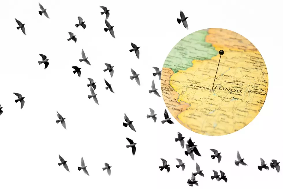 Illinois Will See 500 Million Birds Fly Over the State By the End of May