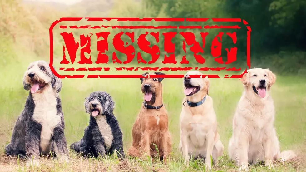 Several Dogs Have Mysteriously Vanished in Dubuque, Jackson Counties