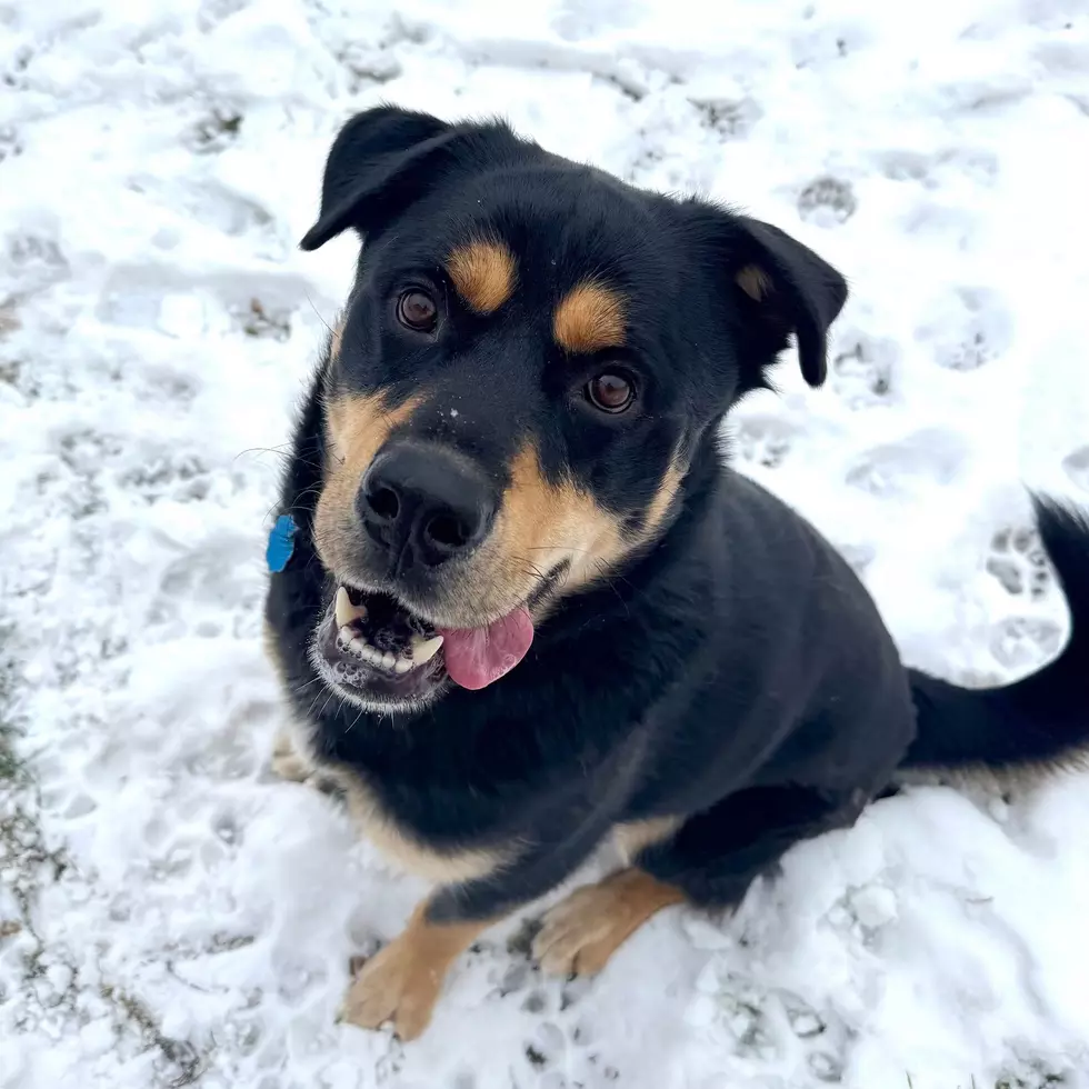 Dubuque Regional Humane Society