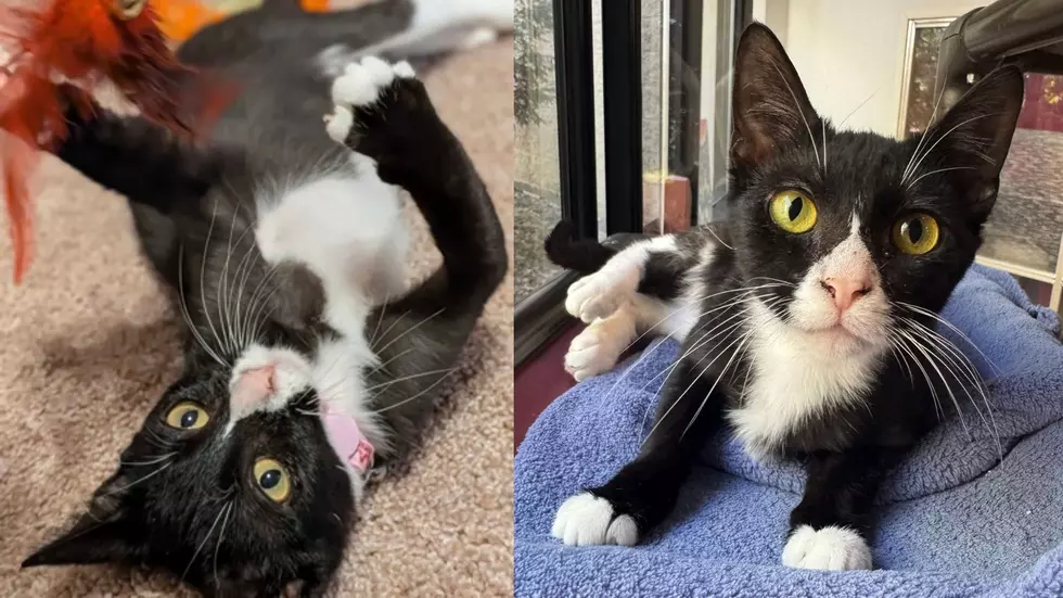 Nike is an Affectionate Kitty Who Would Make a Lovely New Family Member