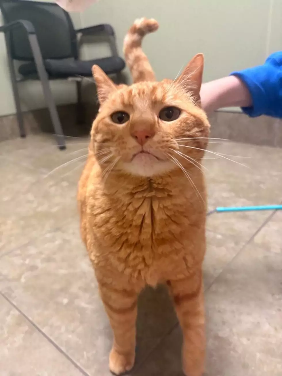 Dubuque Regional Humane Society