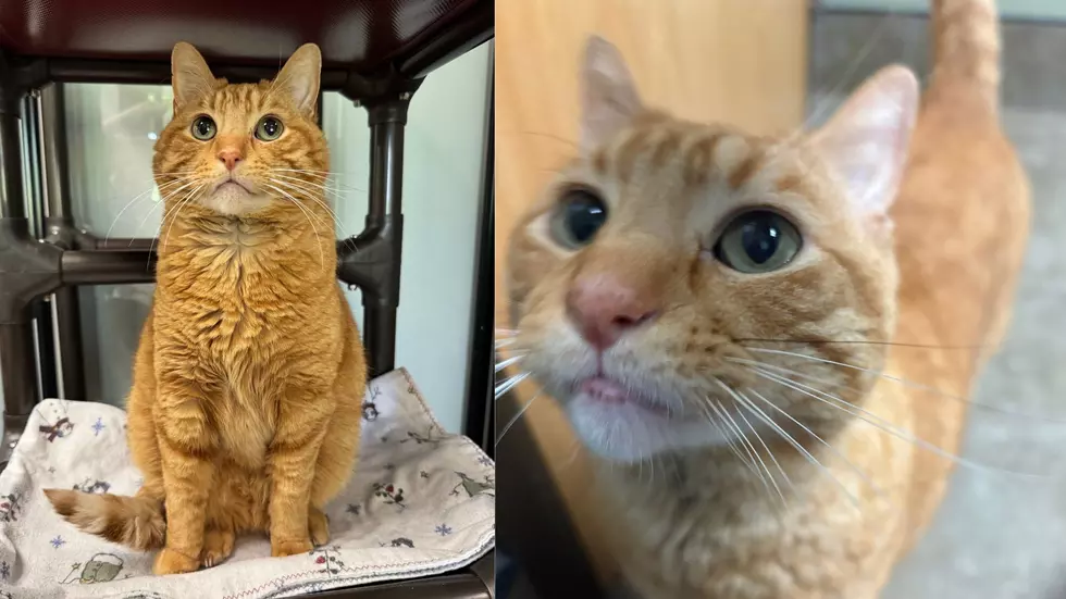Arrow is a Sociable Kitty Who Will Warm Up to You in Record-Time