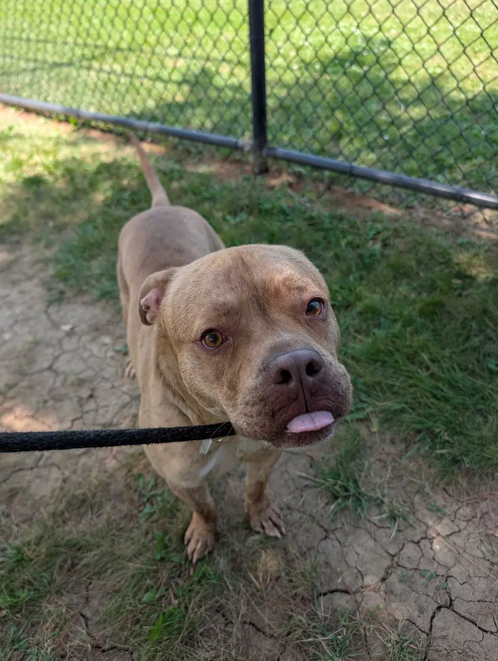 Dubuque Regional Humane Society