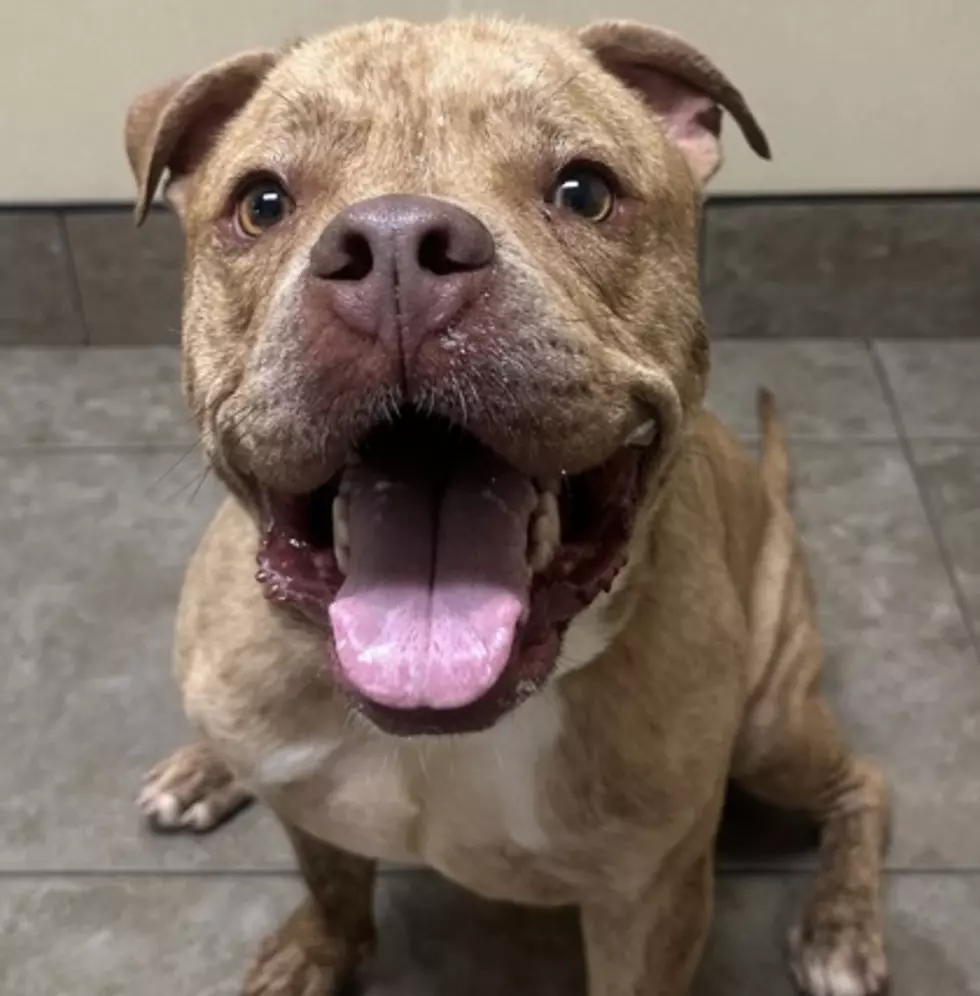 Dubuque Regional Humane Society