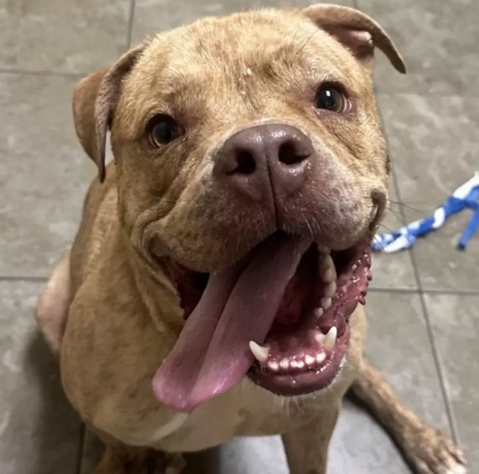 Dubuque Regional Humane Society